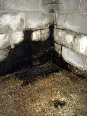 Crawl Space Mold Crawl Space Mold