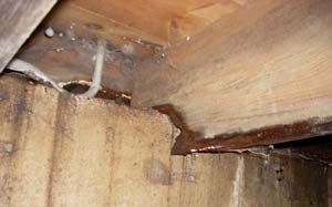 Rotten Crawl Space Floor Joists